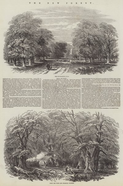 El Nuevo Bosque de Samuel Read